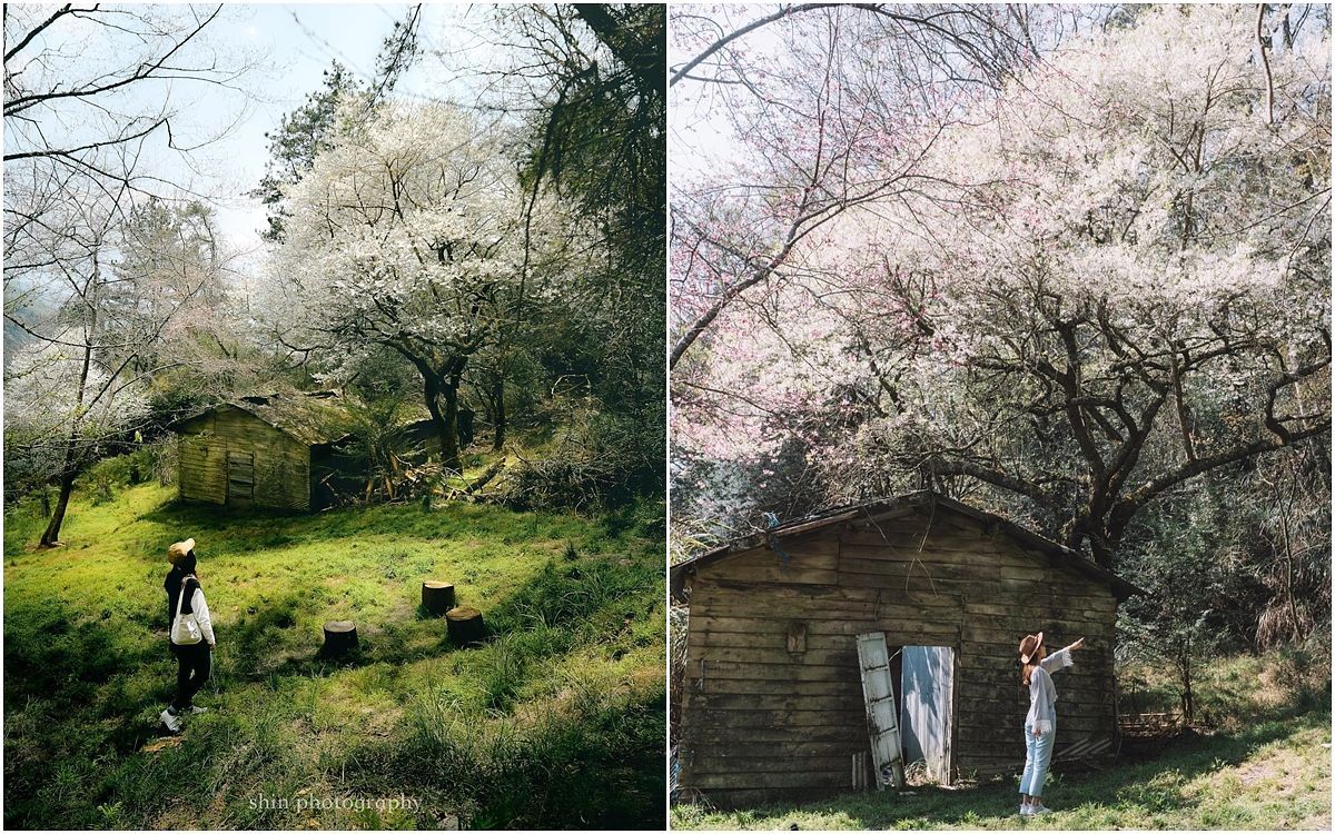 描述: D:\廣編\網文\已完稿\92.霧社櫻\page1.jpg