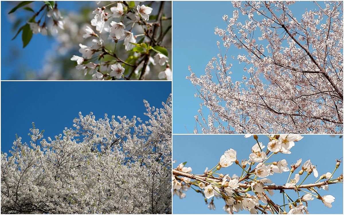 描述: D:\廣編\網文\已完稿\92.霧社櫻\page6.jpg