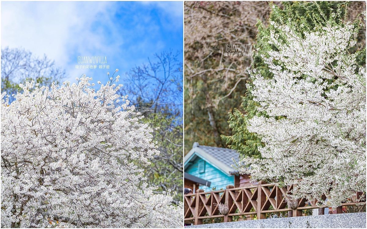 描述: D:\廣編\網文\已完稿\92.霧社櫻\page5.jpg