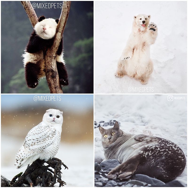 描述: D:\廣編\網文\惡搞動物IG\組圖\cats_in_food-2.jpg