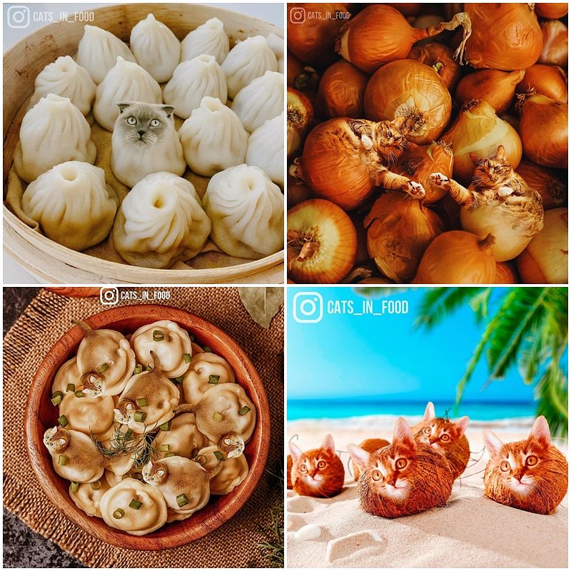描述: D:\廣編\網文\惡搞動物IG\組圖\cats_in_food-1.jpg