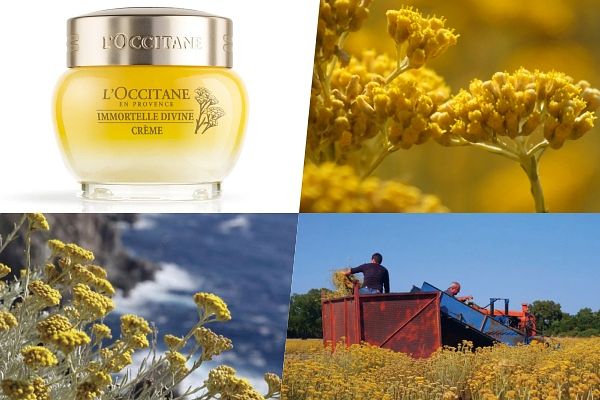 歐舒丹必買推薦 蠟菊賦活極萃霜