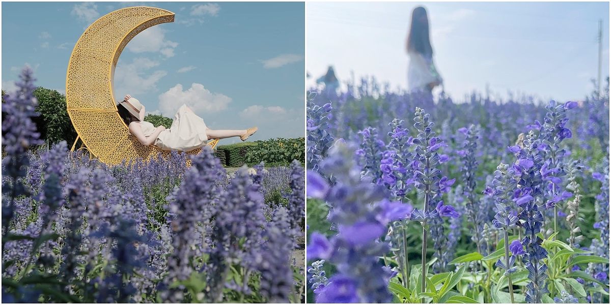 描述: D:\廣編\網文\已完稿\113.中社花市\鼠尾草-1.jpg