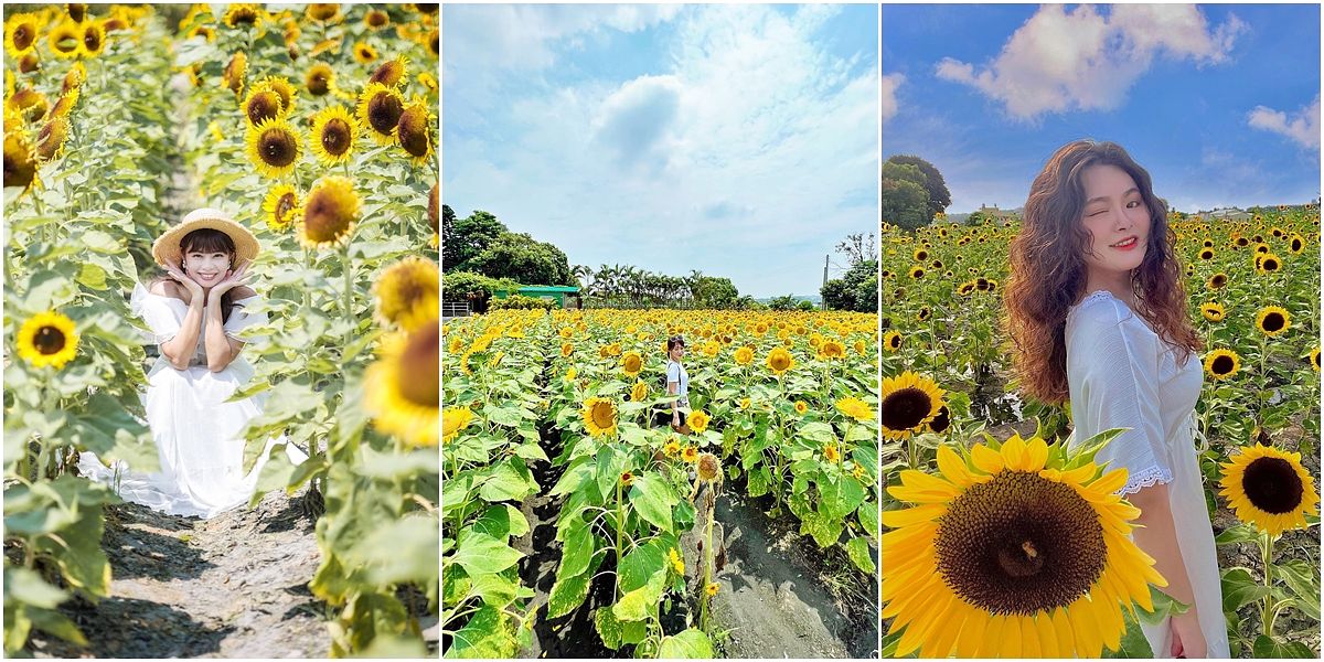 描述: D:\廣編\網文\已完稿\113.中社花市\向-1.jpg